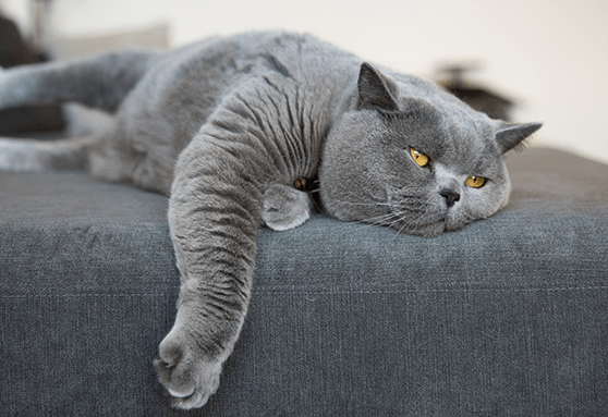 Why is your kitten ignoring people?