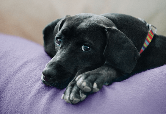 Is your puppy sleeping too much?