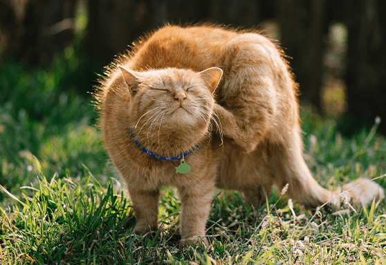 Reasons your kitten might be itchy