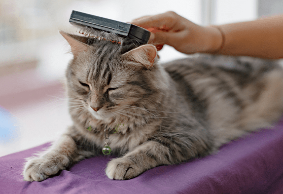 What does it mean if your kitten is losing spots of hair?