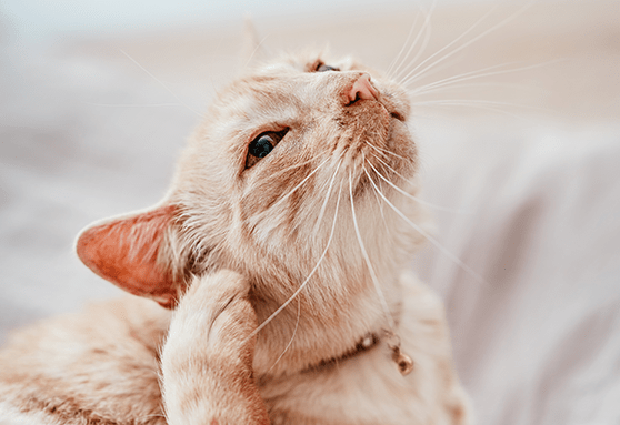 The number-one reason for gunky ears: mites