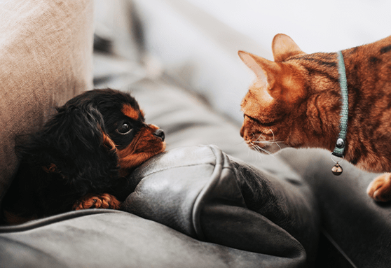 How to prepare for a new puppy