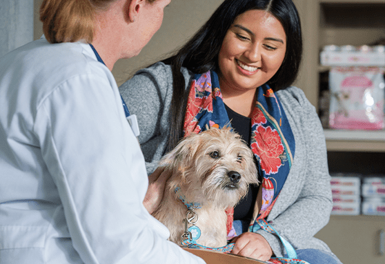 What to do when your young dog breaks a tooth