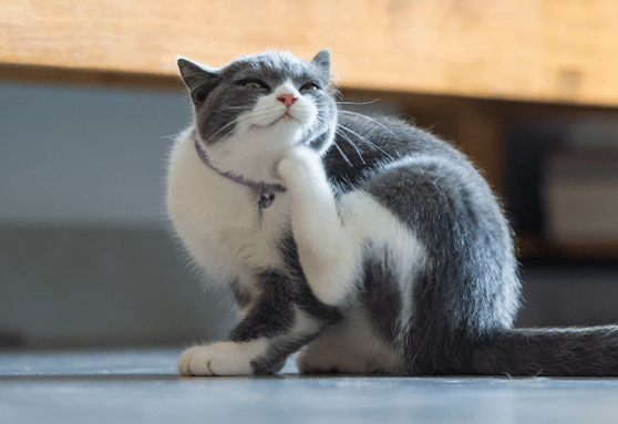 Does my kitten need flea and tick prevention?