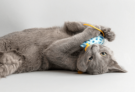 Call the tooth fairy—your kitten is teething!