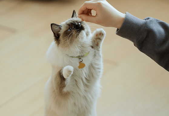 Your kitten’s personality is developing now: The importance of introductions