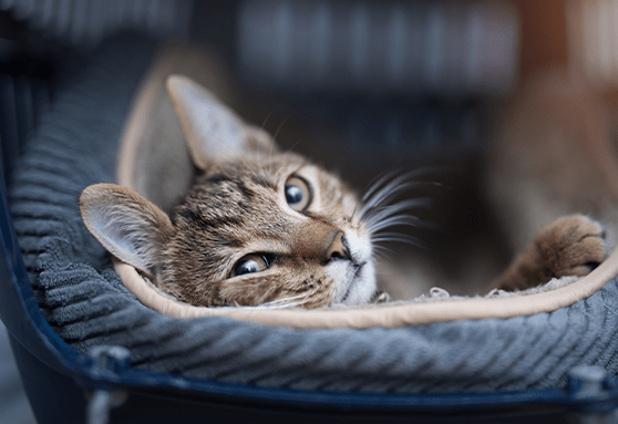 Start teaching your kitten to love the carrier now