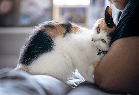 What is FeLV/FIV testing?