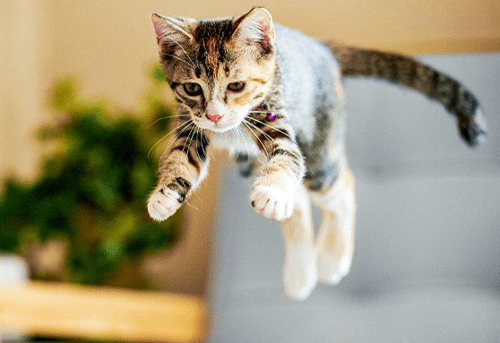 Now’s the time to start thinking about pet insurance