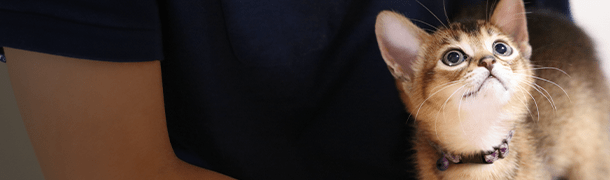 CareClub asset KITTEN 610x180