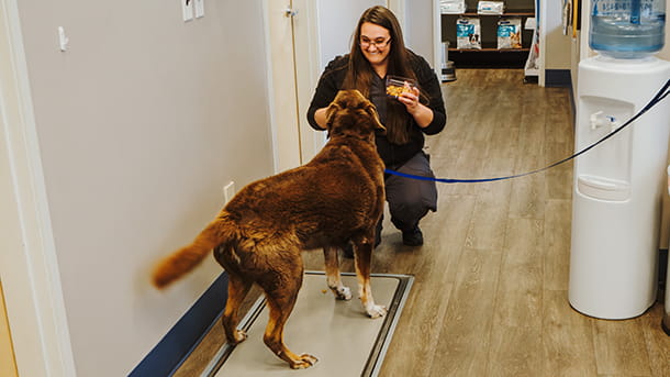 Woman greeting dog on a leash at VCA Far Country Animal Hospital