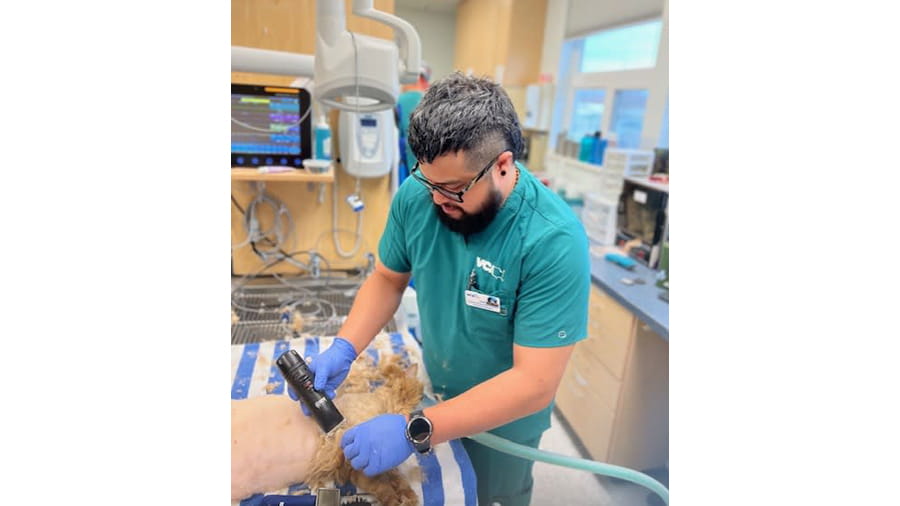 VCA Far Country associate shaving a pet