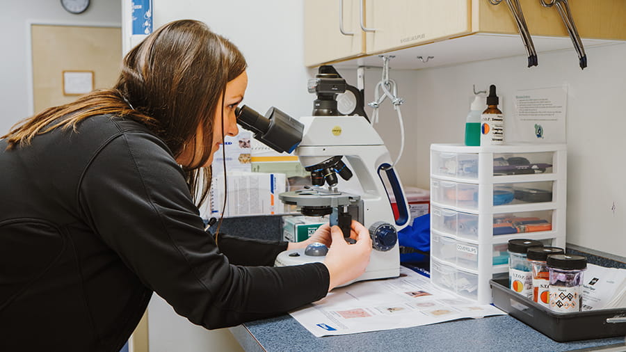 Veterinary staff looking through a microscope