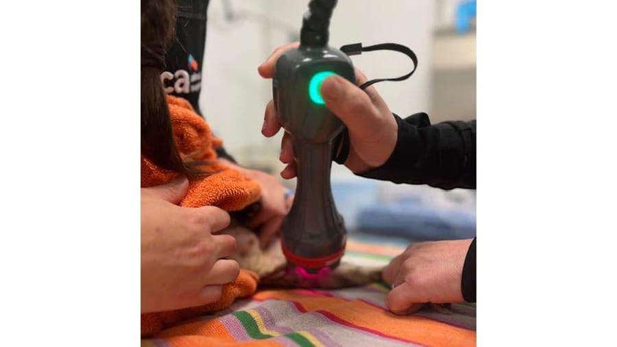 Laser therapy treatment at VCA Far Country
