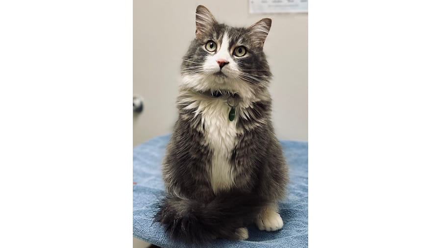 Gray and white cat at VCA Far Country