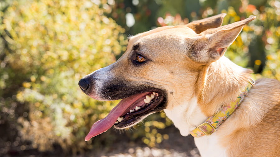 Brown and white dog outside in the sun