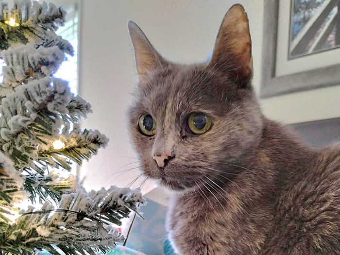 Julene A. Staff Photo