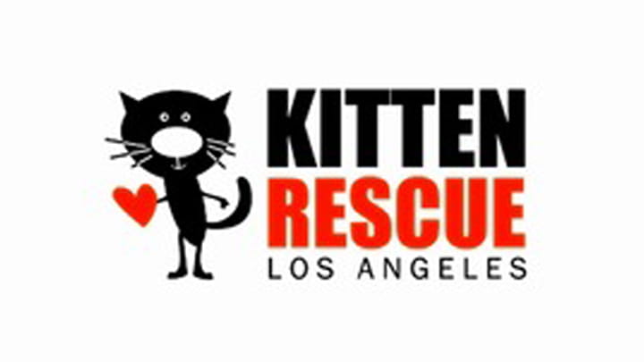 Kitten Rescue