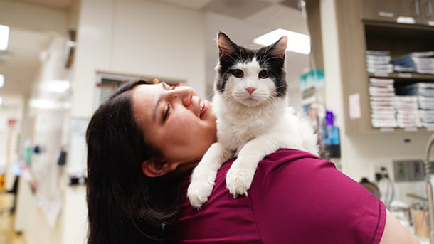 Veterinary staff holding cat