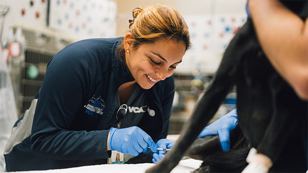A veterinarian giving a vaccination to a dog