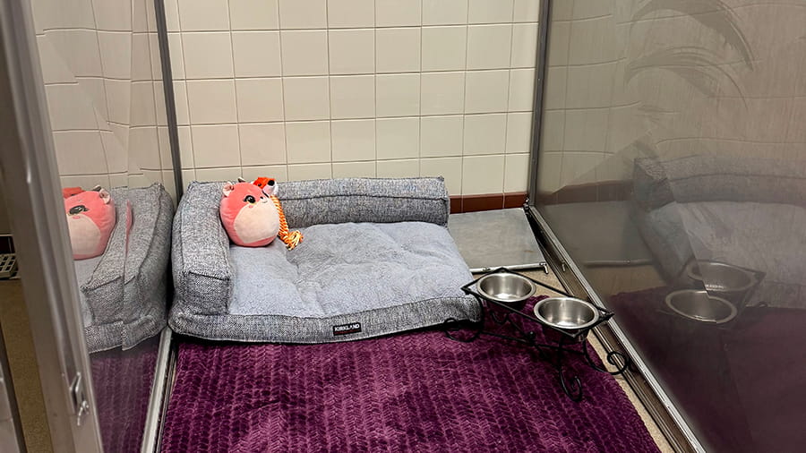 Standard dog boarding at VCA Bakersfield Animal Hospital