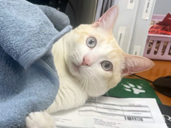 Dr. Steven Pickles Photo