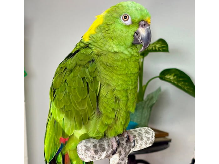 Cruizer Website Photo