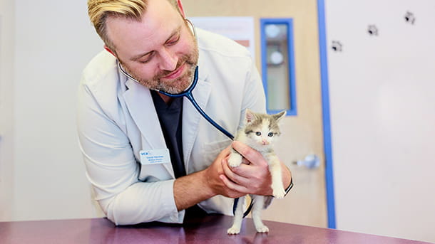 Veterinarian listening to a kitten's heart