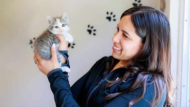 Veterinary staff holding a gray kitten