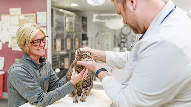 A veterinarian examining a cat