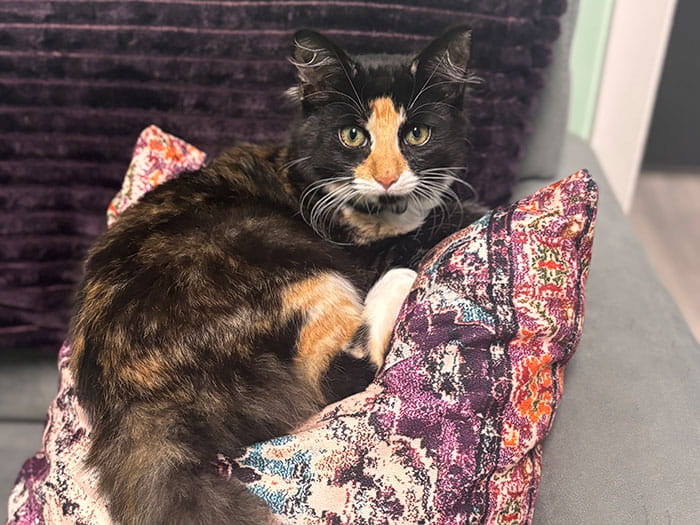 Lydia Deetz Staff Photo