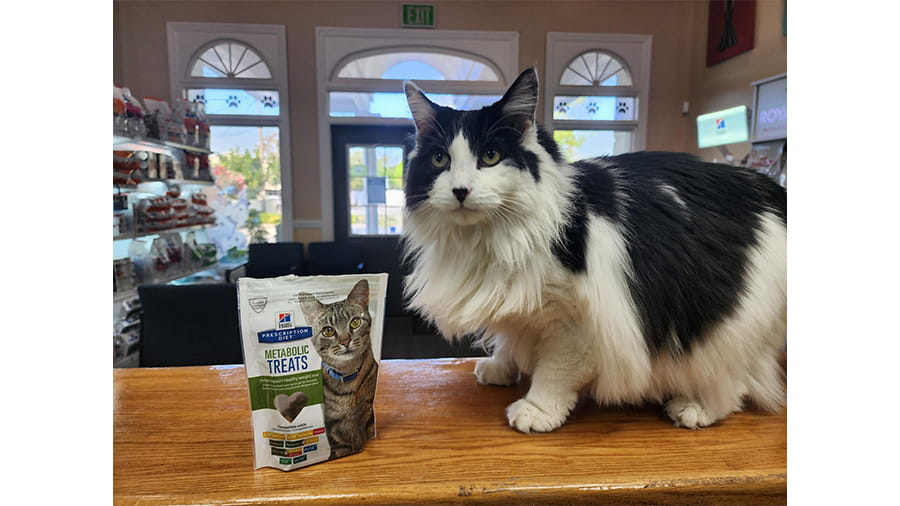 Moo the Hospital Cat at VCA Lockwood Ridge Animal Hospital