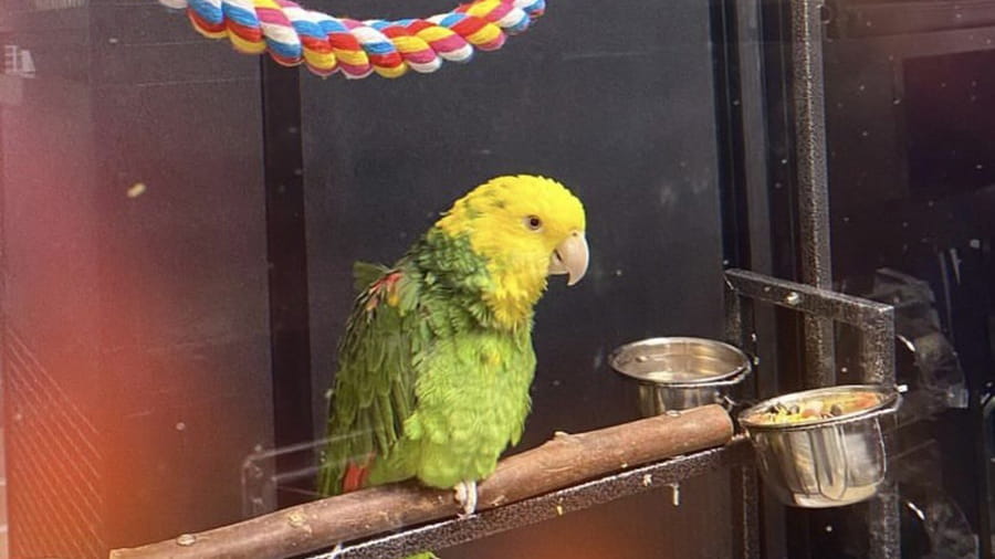 Boarded bird at VCA South Dade