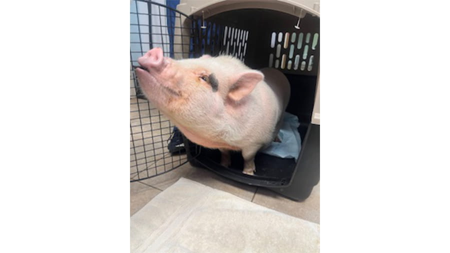 Pig at VCA South Dade