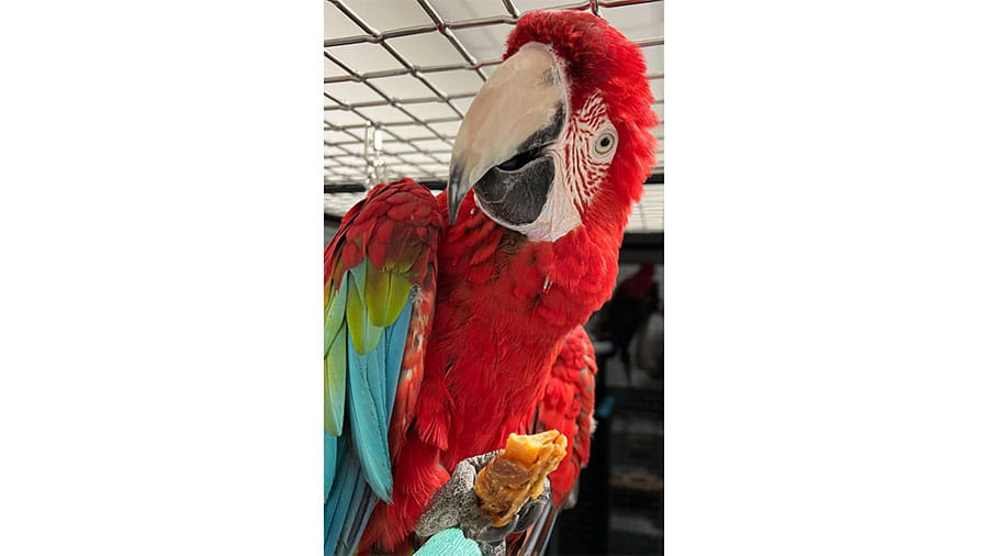 Macaw at VCA South Dade Animal Hospital