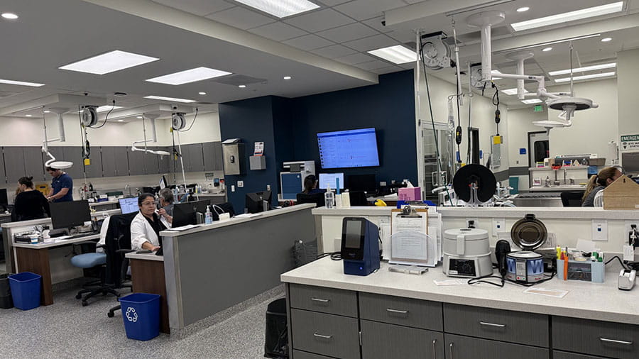 Treatment area at VCA South Dade Animal Hospital