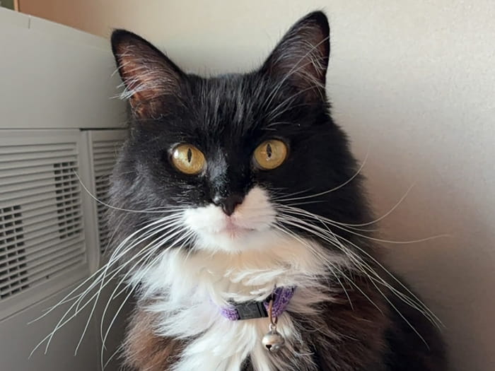 Rosie the Hospital Cat Photo