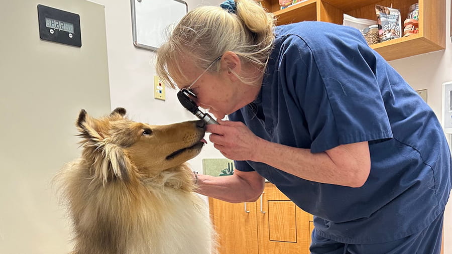 Veterinary staff performing a canine eye exam