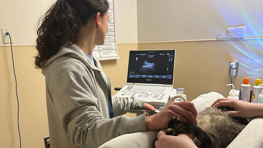 Veterinary staff performing a feline ultrasound