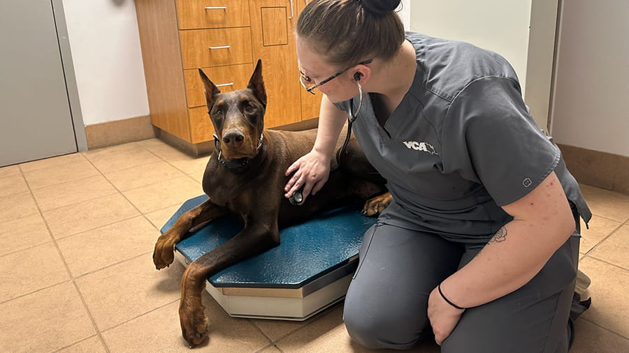 Veterinary staff sitting next to a dog