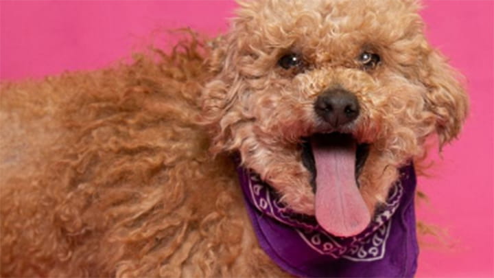 Tri-County Animal Shelter