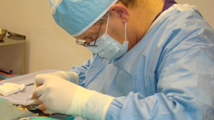 VCA Capeway veterinarian in surgery