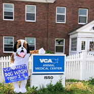 /-/media/2/vca/images/hospitals/united-states/new-hampshire/animal-medical-center-portsmouth/galleries/185x185_amcportsmouthnh_hospital2.jpg?rev=5c87b88899894c8aa03933fefa2abaae