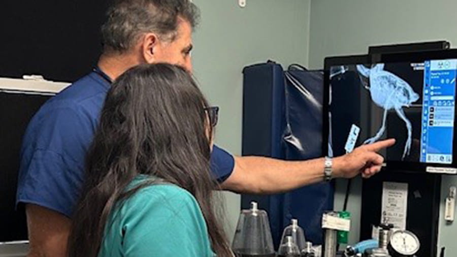 Veterinarian and support staff looking at digital radiographs