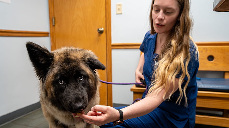 VCA New Hartford veterinary associate with dog
