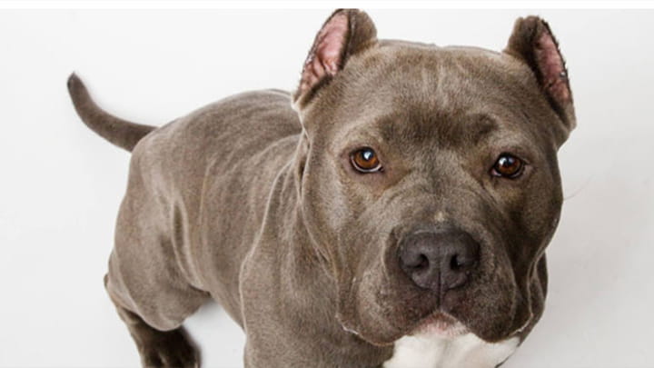 Merit Pitbull Foundation dog