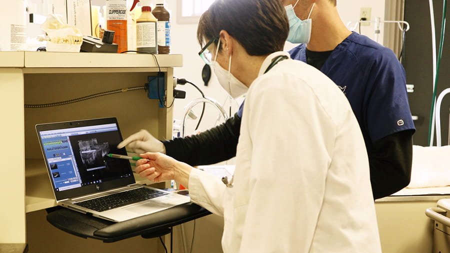 Veterinary staff looking at dental x-rays at VCA Smoketown