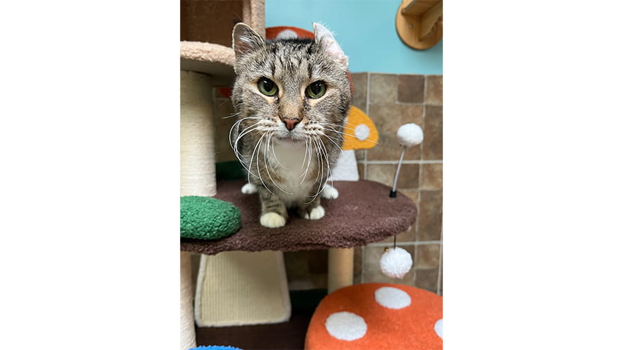 Cat boarding at VCA Smoketown