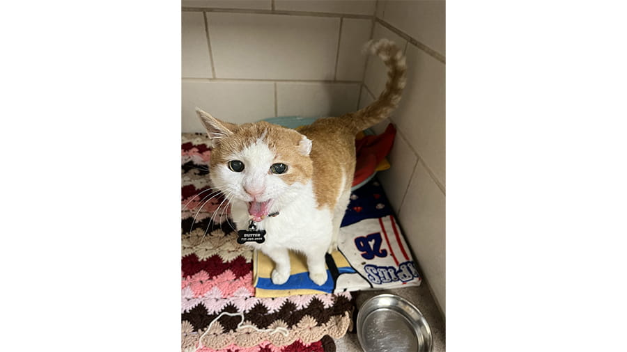 Cat boarding at VCA Smoketown