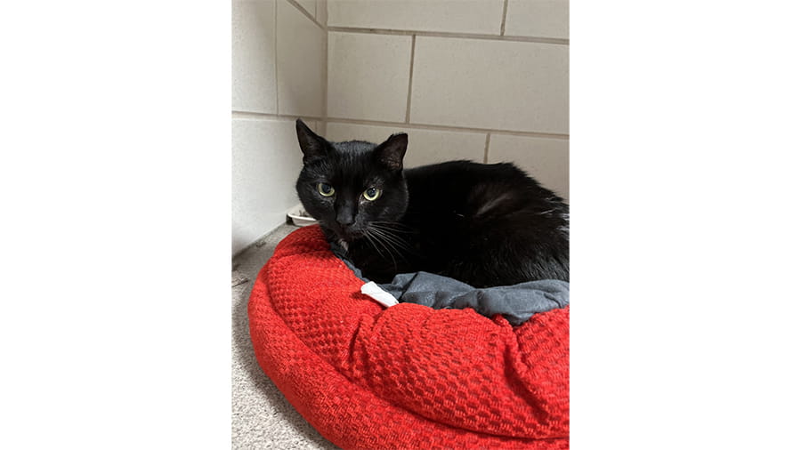 Cat boarding at VCA Smoketown